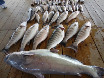 MARCH Striper Fishing MADNESS - Lake Texoma AssociationLake Texoma